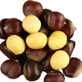 New Crop Bulk Chestnut for sale--Hebei Chestnuts